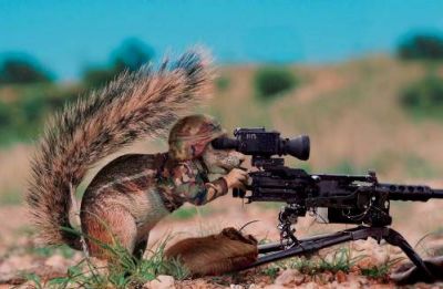 tkt au bled m�m les aniimeau ils ont �quip�